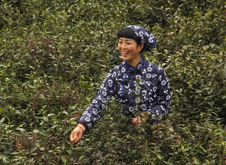 天鹅芭热门5